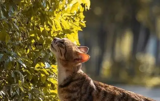 猫发出呜呜呜的声音是什么意思的简单介绍