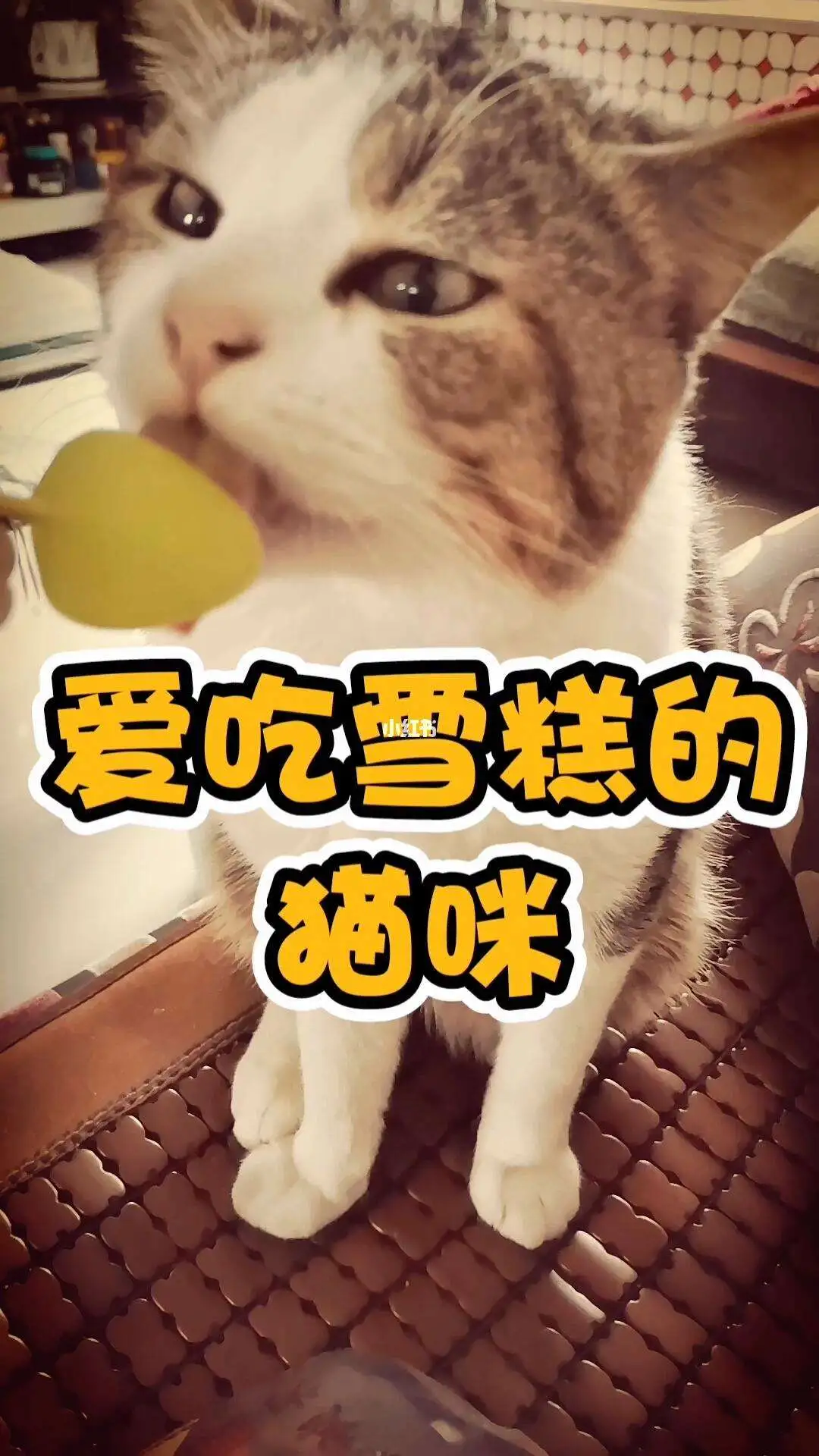 猫能雪糕吗(能给猫吃雪糕吗)