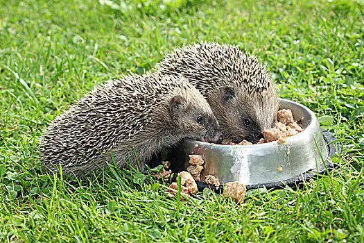 养刺猬吃什么食物(养刺猬吃什么食物比较好)