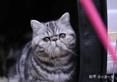 猫加菲猫(加菲猫是什么猫)