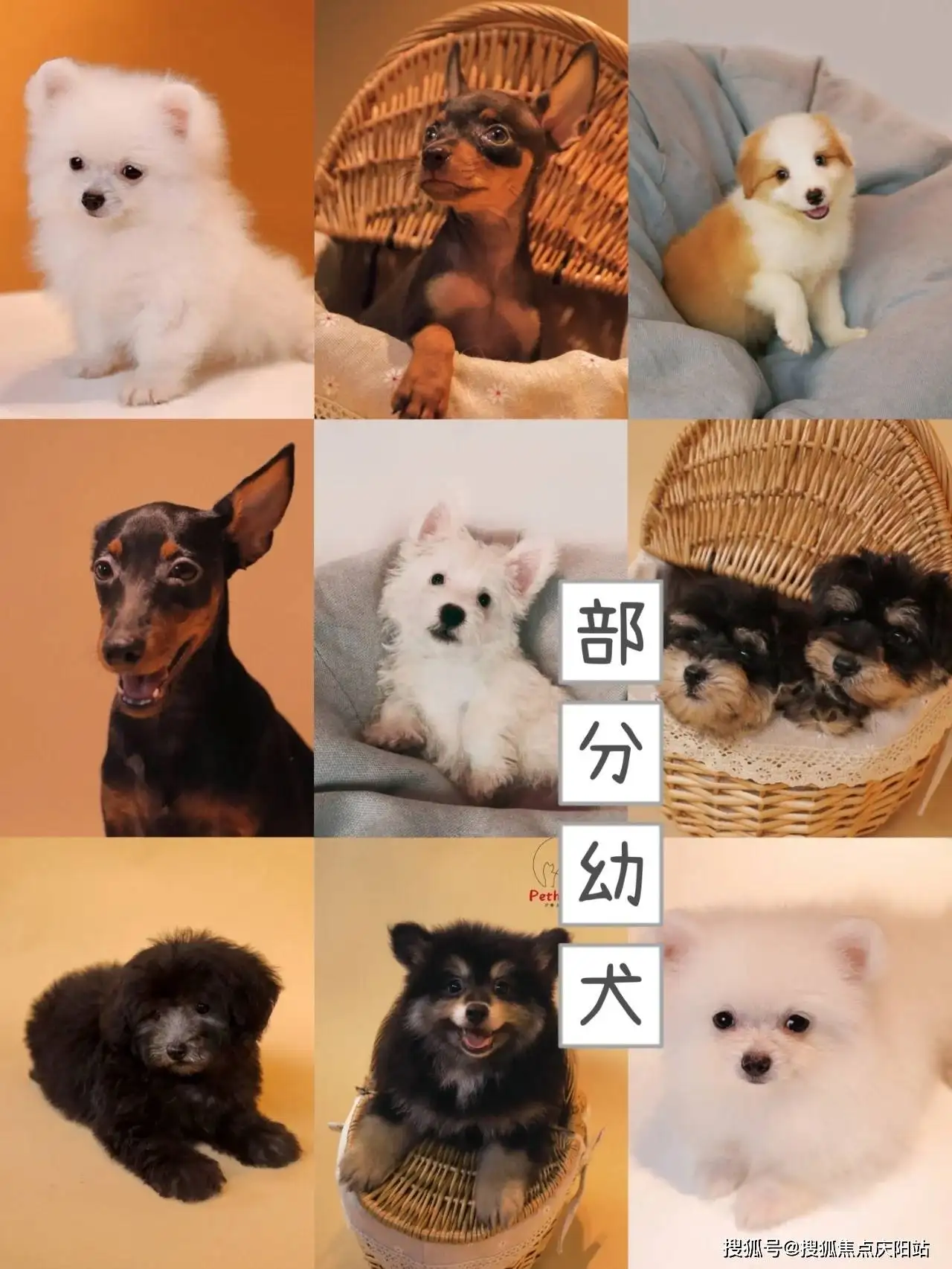 犬有哪些品种(长毛犬有哪些品种)