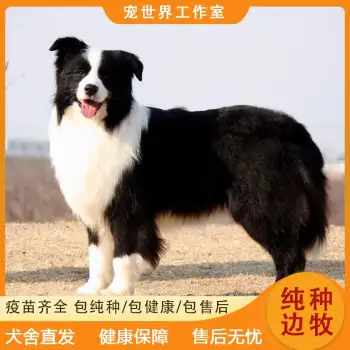 一只纯种边境牧羊犬大概多少钱(一只纯种边境牧羊犬大概多少钱啊)