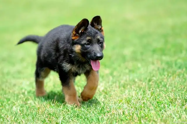 德国牧羊犬纯种一只大约多少钱(纯种德国牧羊犬价格 德国牧羊犬多少钱)