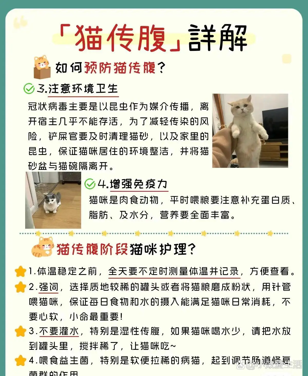 干性猫传腹和湿性猫传腹区别(猫咪干性传腹和湿性传腹哪个严重)