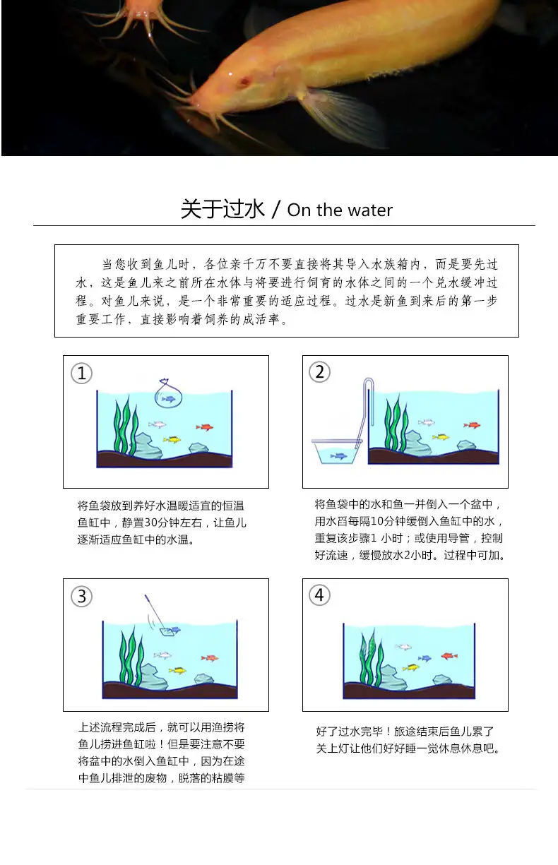 怎样养小金鱼(怎样养小金鱼它才能很快的长大)