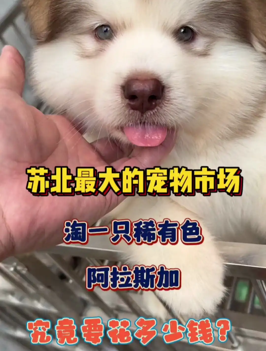 阿拉斯加犬多少钱只(阿拉斯加犬 多少钱一只)