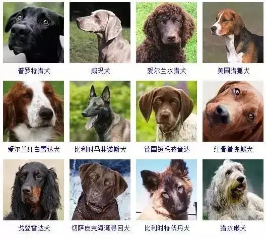 犬有哪些品种(长毛犬有哪些品种)