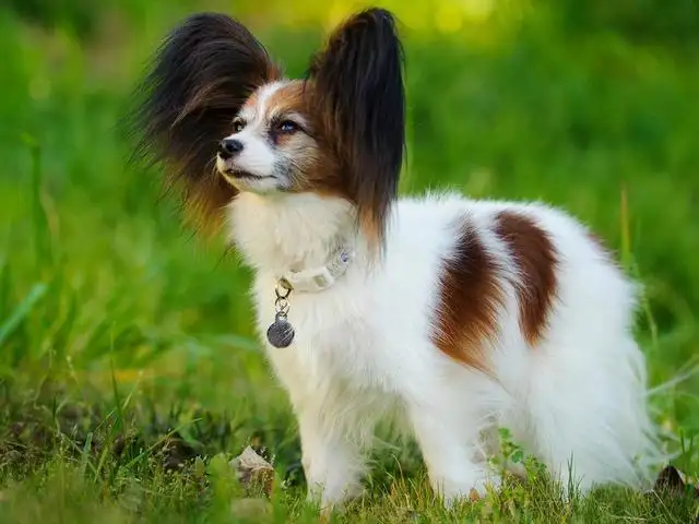 性格温顺的小型犬有哪些(性格温顺的小型犬有哪些图片)