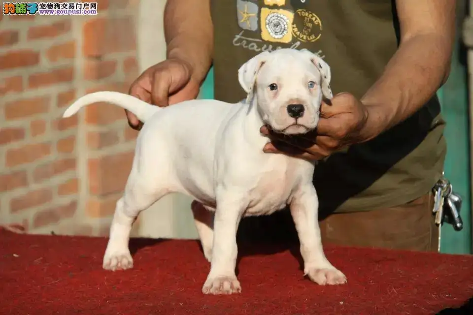 杜高犬多少钱一只幼犬(纯种杜高犬幼犬价格多少钱一只)