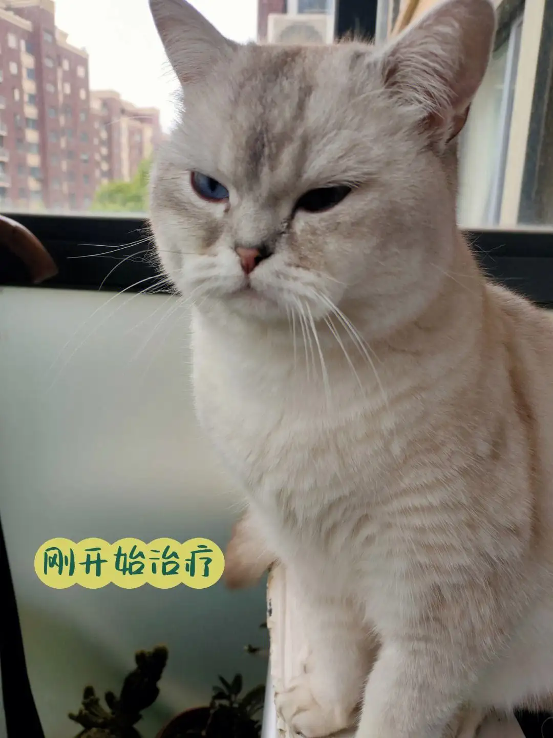 猫传腹抽搐(猫传腹抽搐流口水瘫软无力)