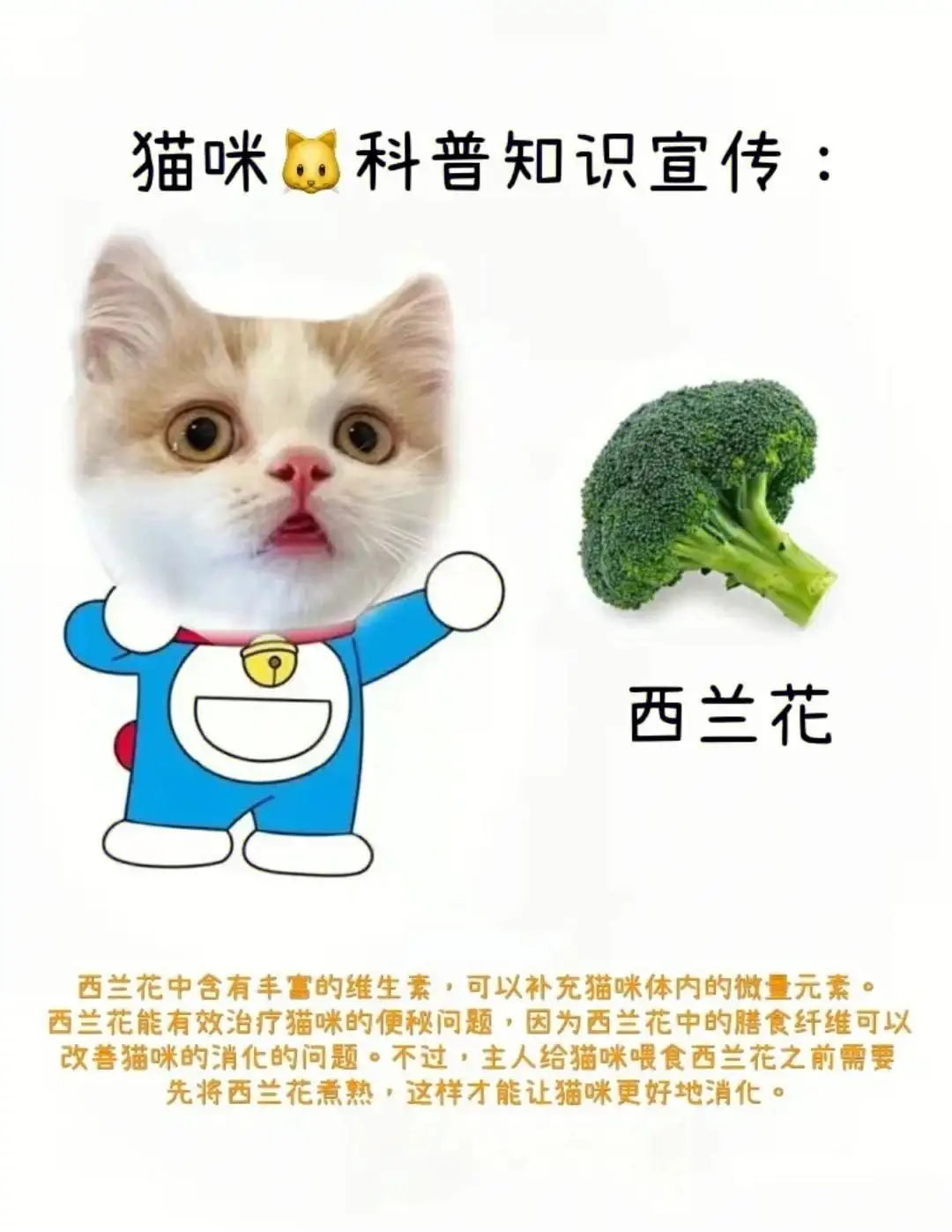 猫可以喝蜂蜜水通便吗(猫能喝蜂蜜水有什么效果)