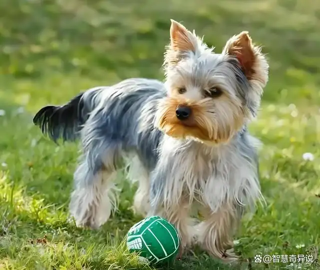 脾气温顺的小型犬(脾气温顺的小型犬品种)