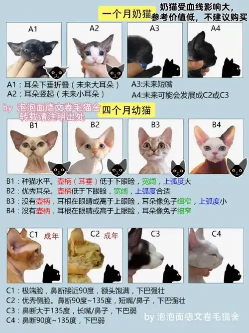 猫正常寿命(猫正常寿命能活多少年)