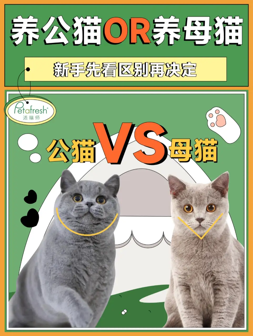 养猫选公猫还是母猫(养猫是养公猫好还是养母猫好)