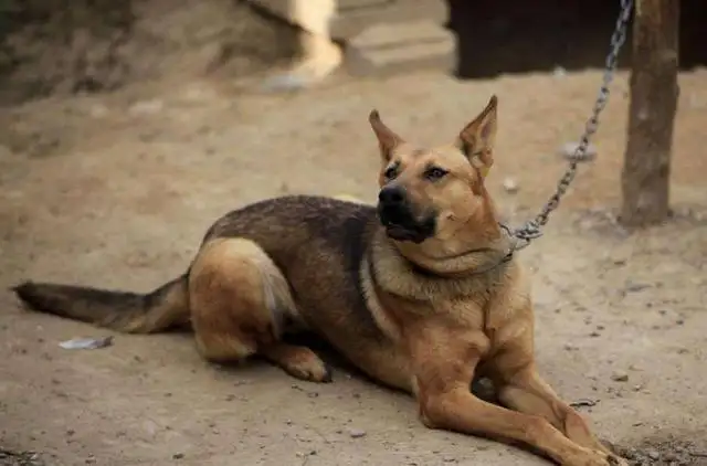 土狗是中华田园犬的一种吗(土狗中华田园犬是什么样子的)