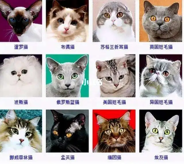 怎么识别猫的品种(怎样识别猫咪的品种)