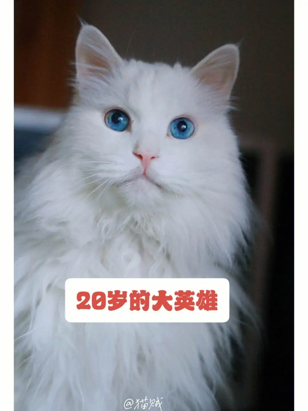 猫的寿命是多长时间(猫的寿命多长时间算正常)