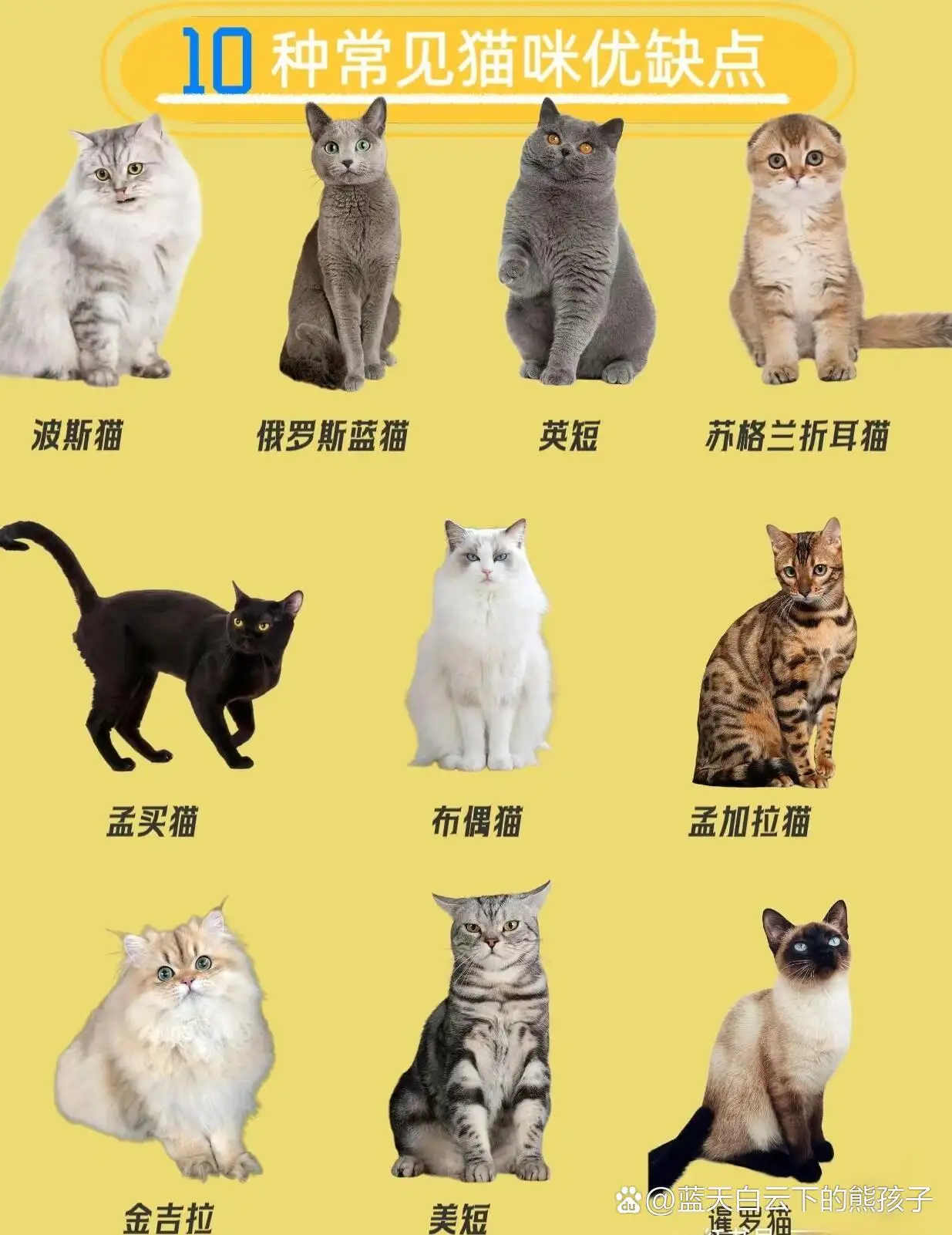 猫的品种有哪些?(猫的品种图片名字大全)