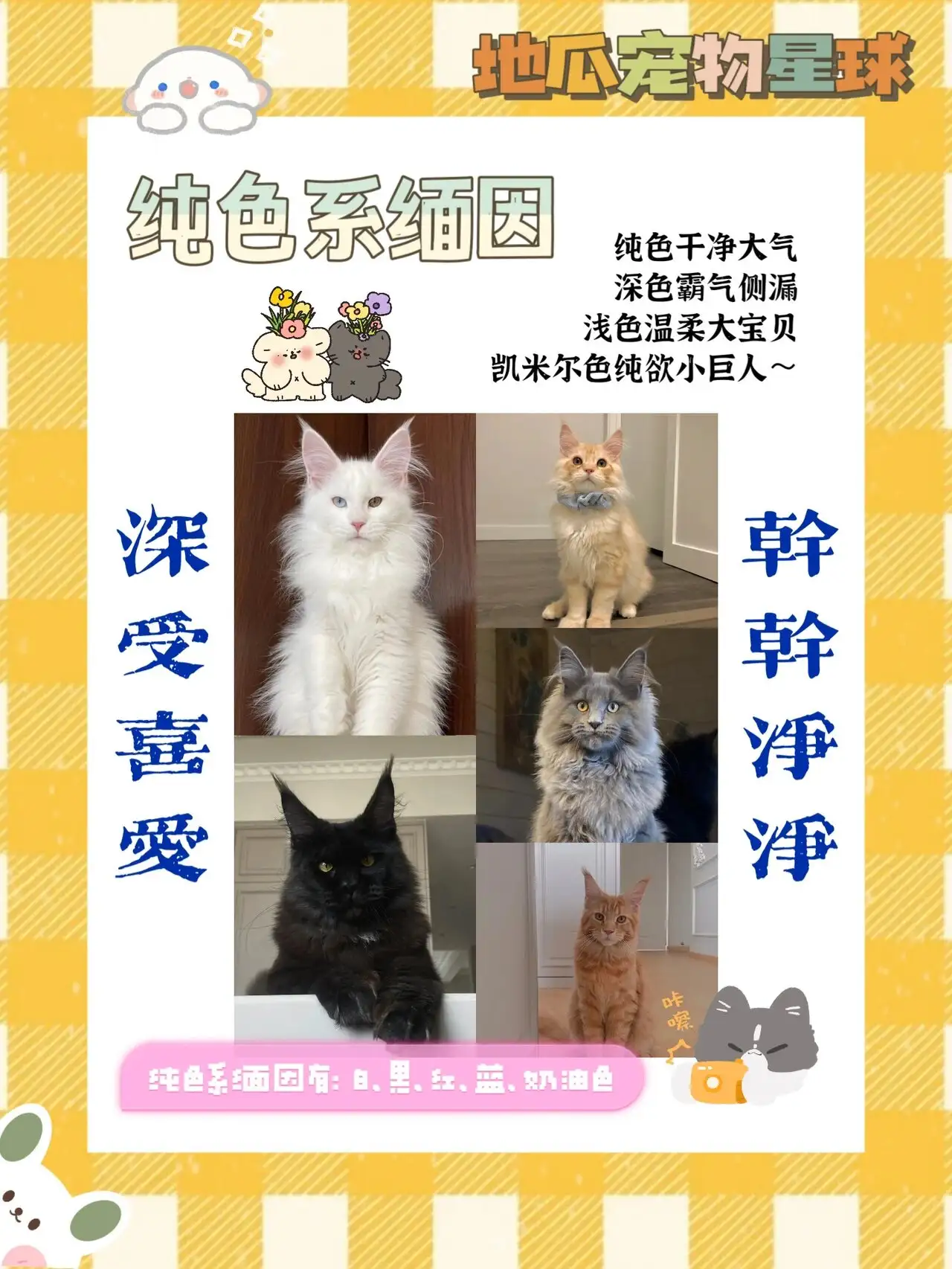 缅因猫花色价格(缅因猫花色搭配表)