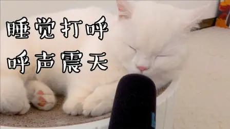 猫咪吃东西的时候发出咕噜咕噜的声音(猫咪吃东西的时候发出咕噜咕噜的声音怎么回事)