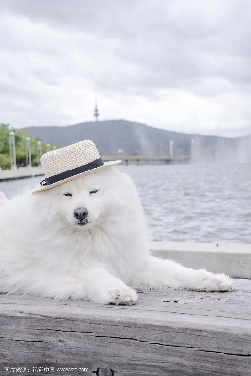 长的像萨摩耶的小型犬(长的像萨摩耶的小型犬叫什么)