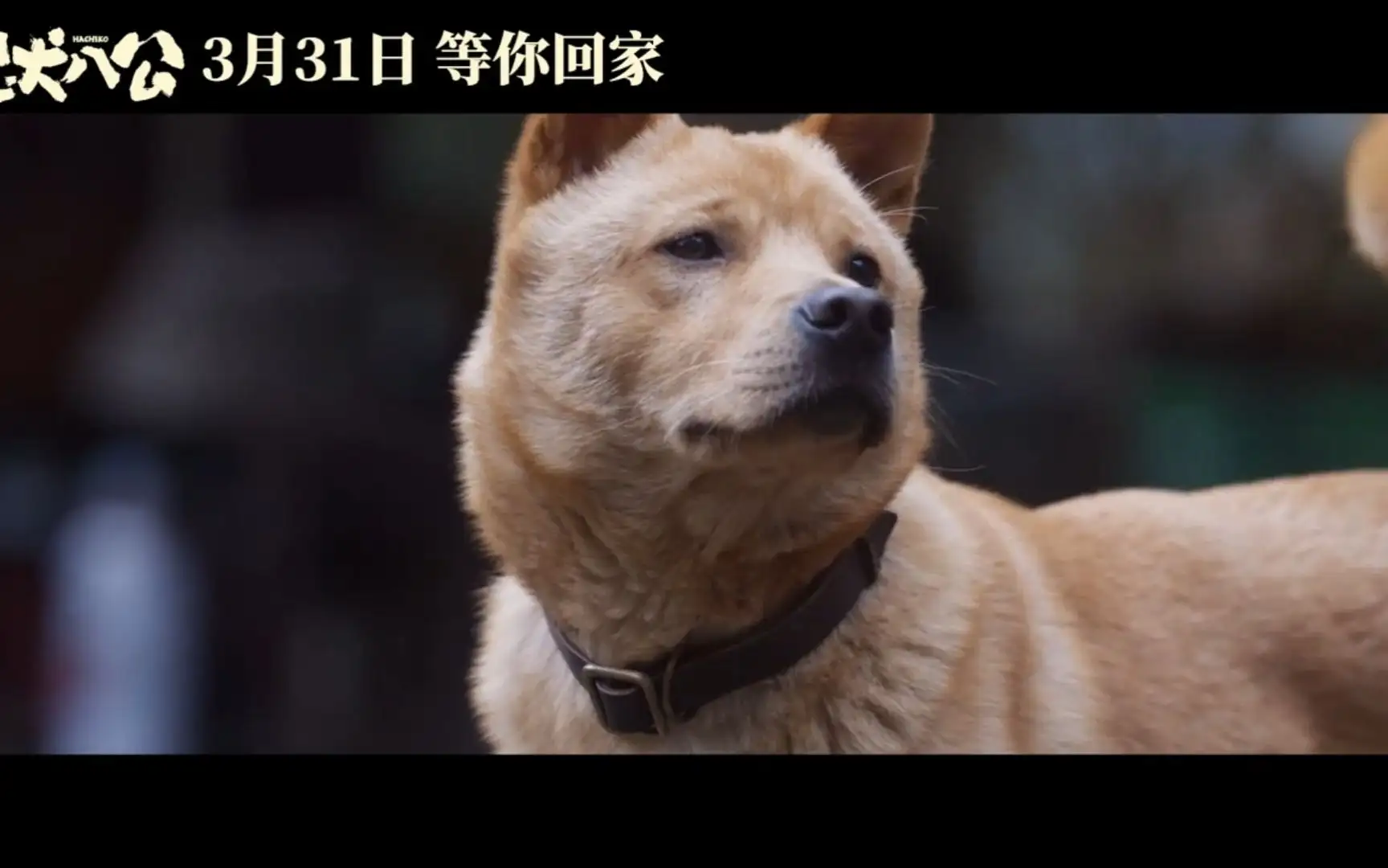 忠犬八公国语版免费(忠犬八公官方免费观看)