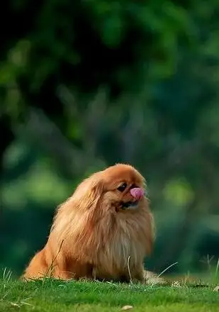 京巴犬的寿命一般是多久(京巴犬的寿命一般是多久呢)