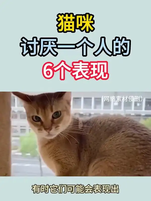 猫讨厌另一只猫的表现(猫咪讨厌另一只猫咪的表现)