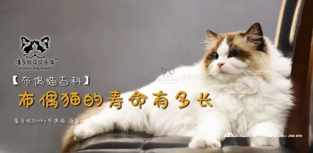 小猫可以活多少年?(小猫可以活多少年寿命)