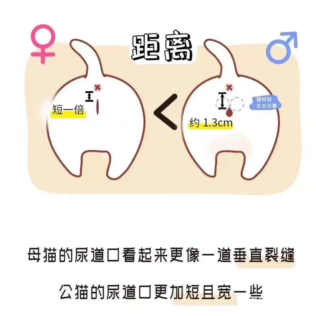 咋区分公猫母猫(区分公猫母猫的小窍门)