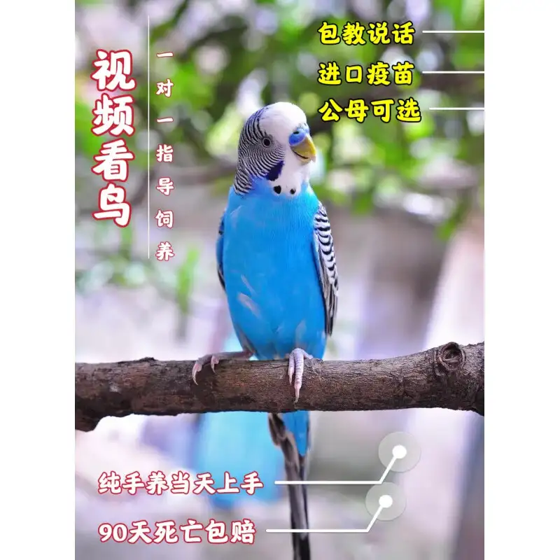 新手养虎皮鹦鹉怎么养(新手养虎皮鹦鹉的教程视频)