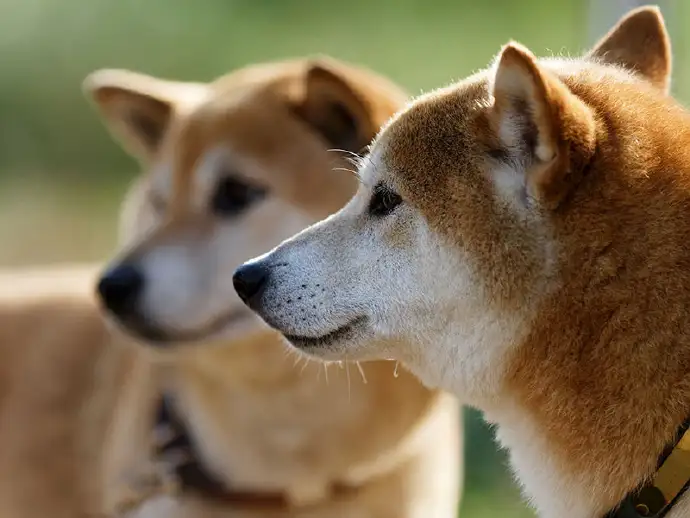 流行小型犬(小型犬前十名)