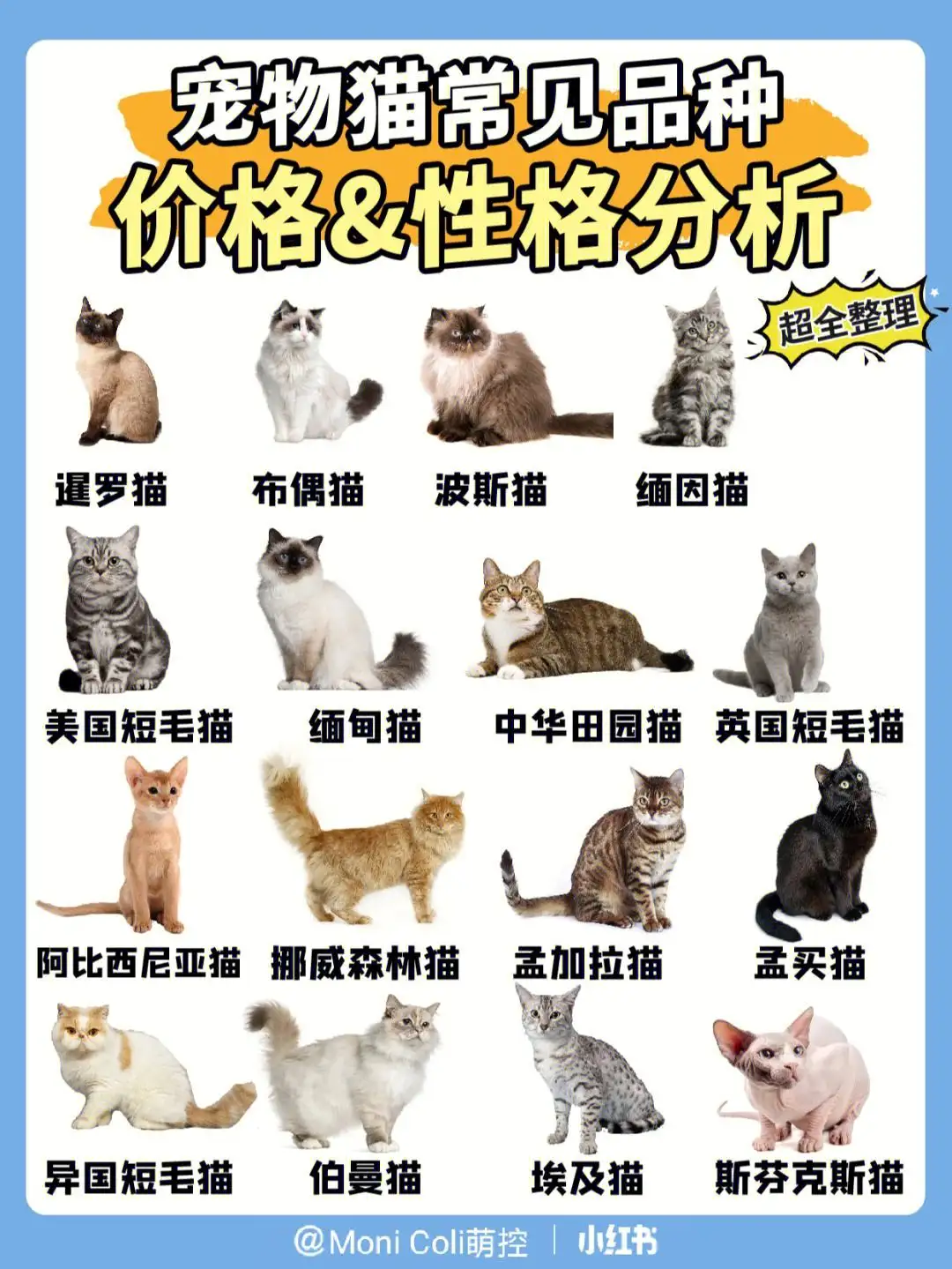 宠物猫的品种(宠物猫的品种大全)