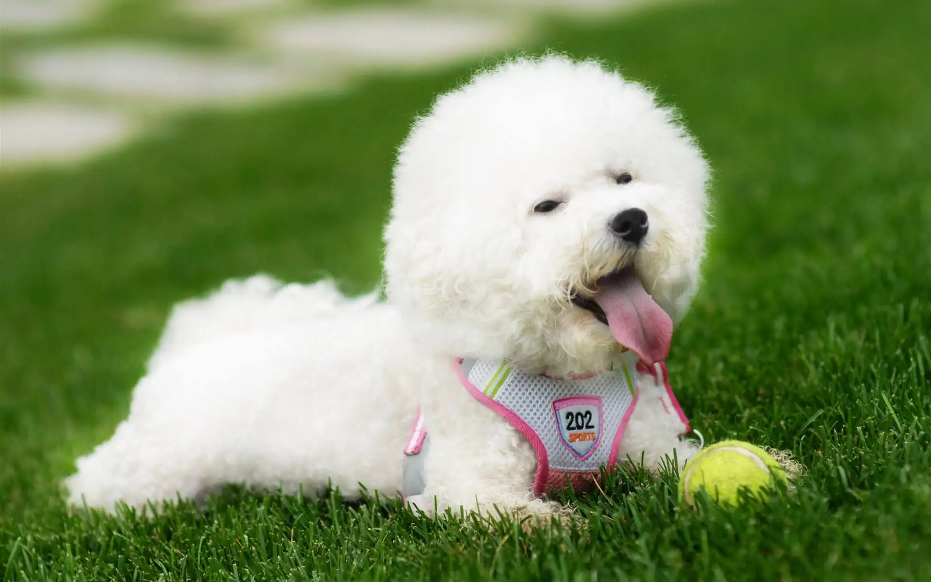 小型犬狗种类(小型犬犬种大全)