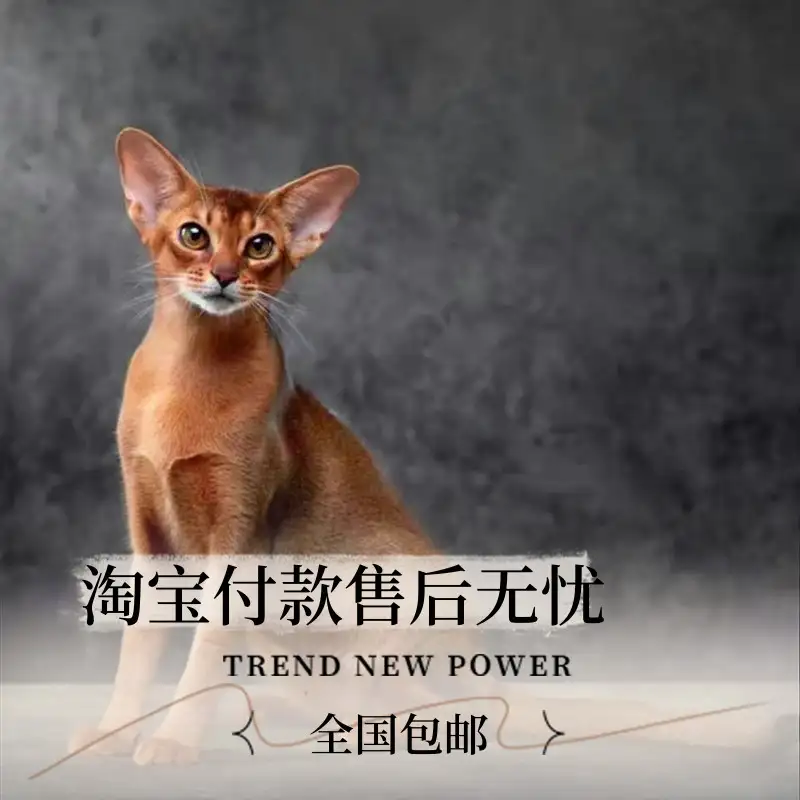 阿比猫舍(阿比猫图片大全)