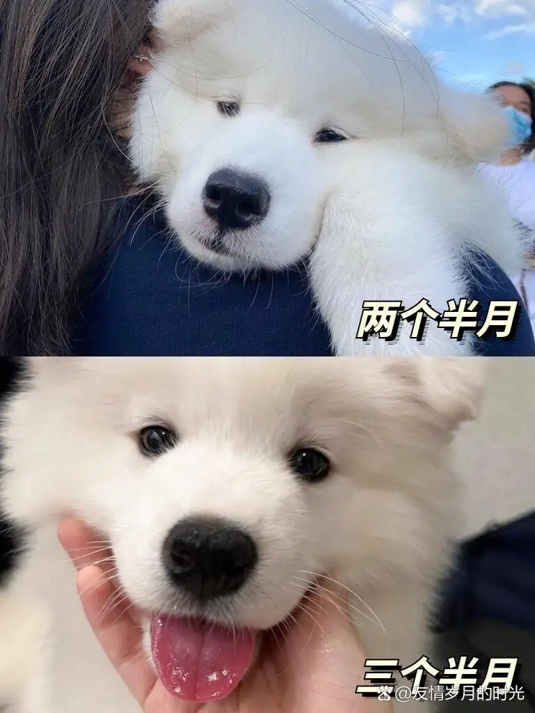 怎么喂养萨摩耶犬(怎么喂养萨摩耶犬狗粮)