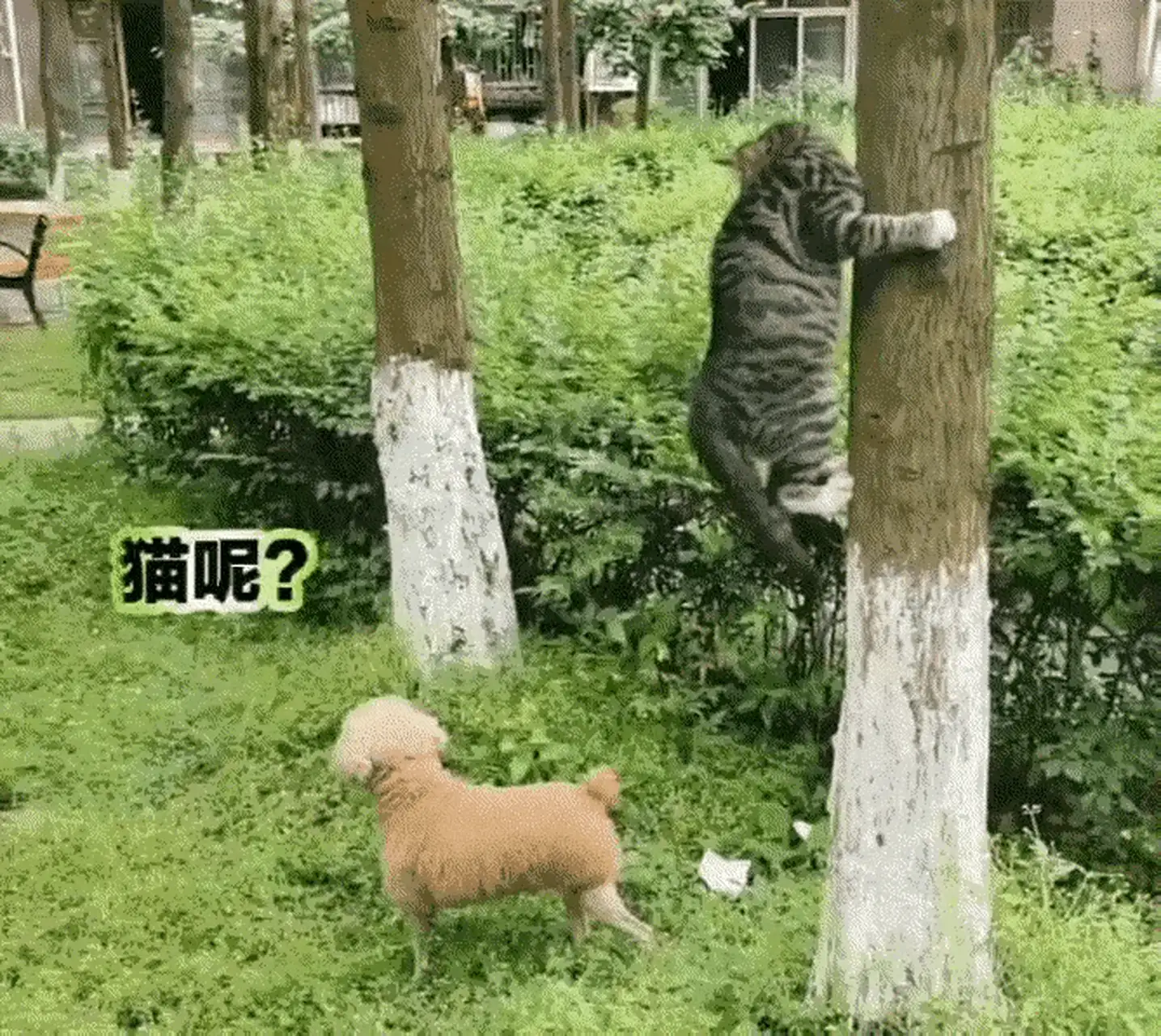 猫狗最讨厌什么味道(猫狗最讨厌什么味道的猫)