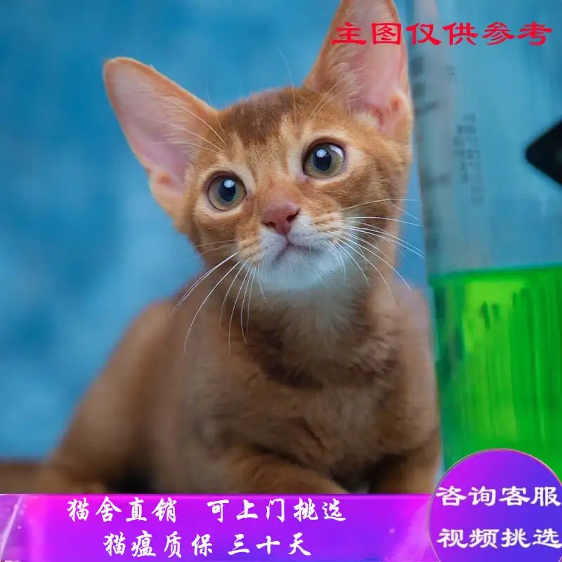 阿比猫舍(阿比猫图片大全)