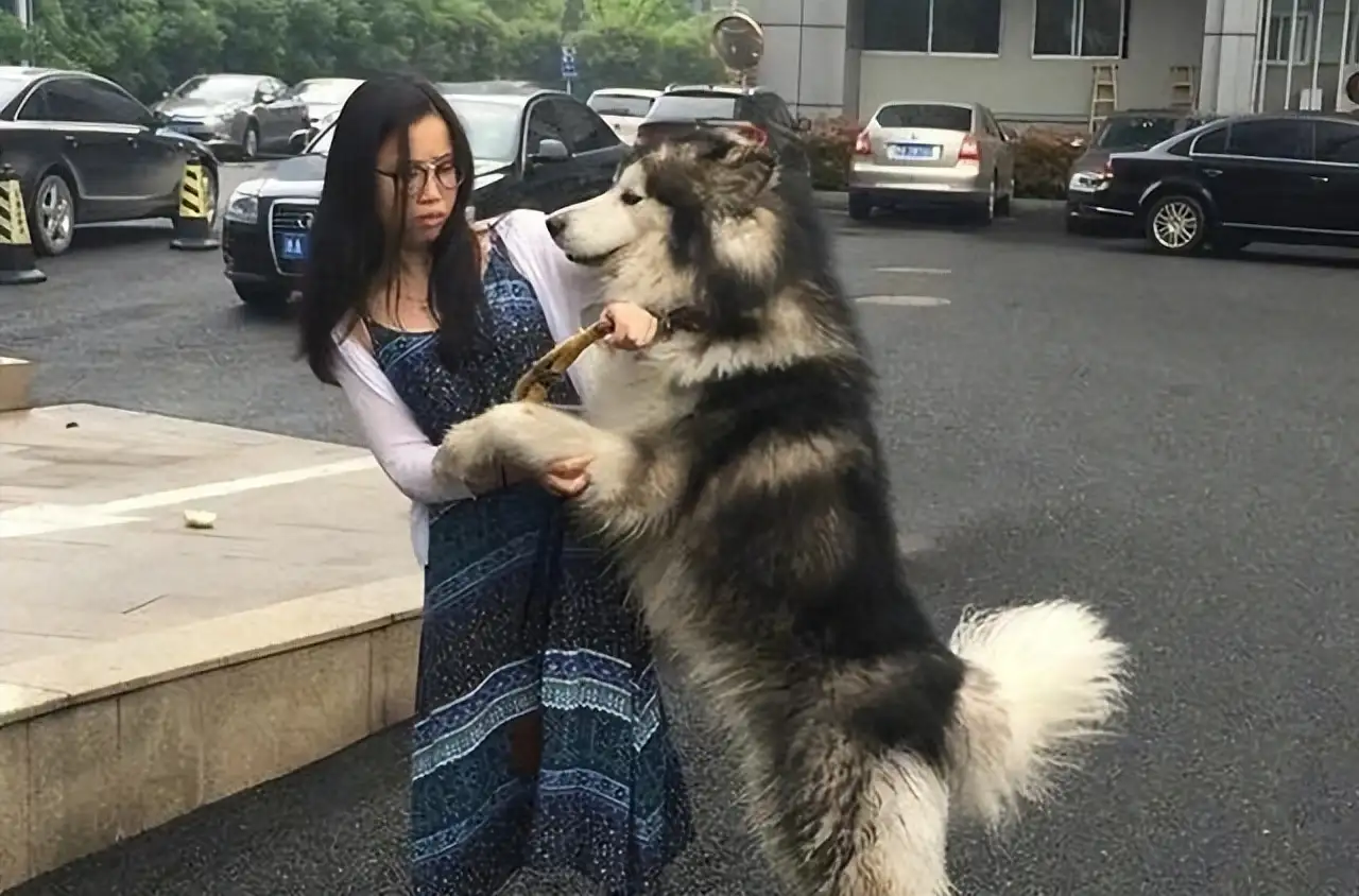 阿拉斯加犬适合女生养吗?(阿拉斯加犬适合女生养吗知乎)