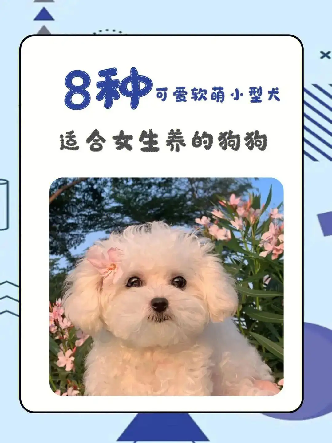 什么品种的小型犬好养(什么品种的小型犬好养不容易生病)