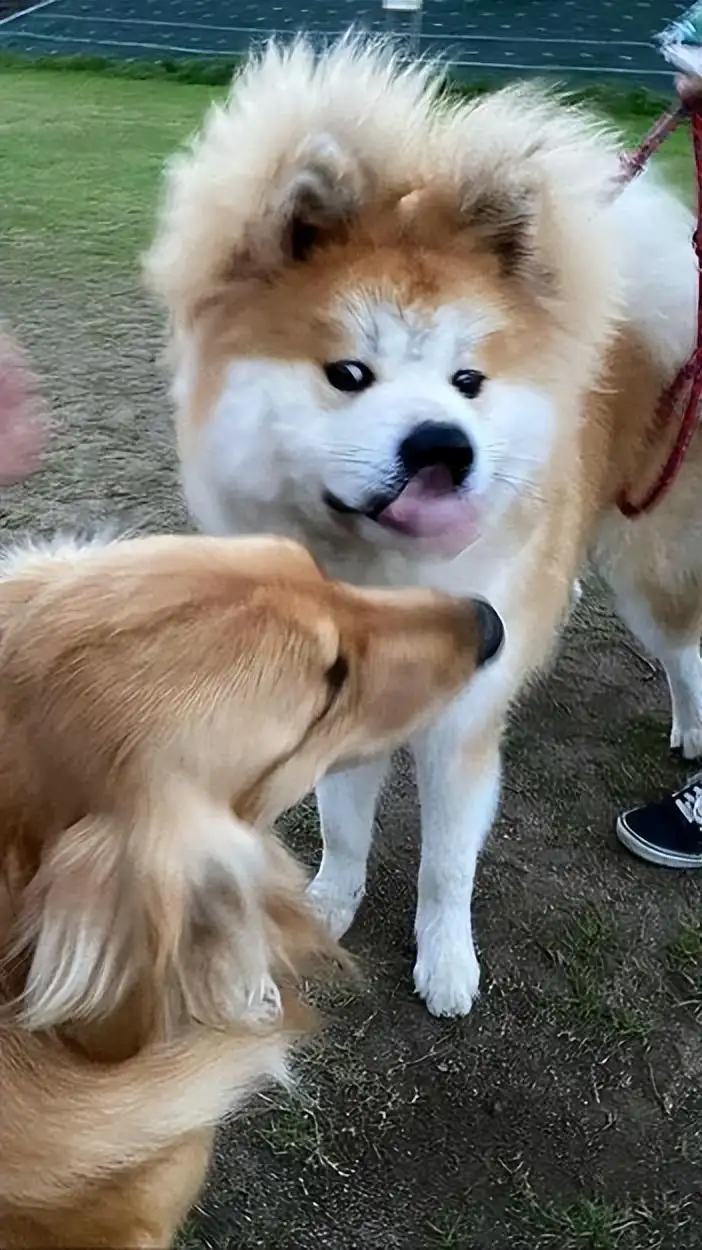 柴犬和秋田犬配种(柴犬和秋田犬配种图片)