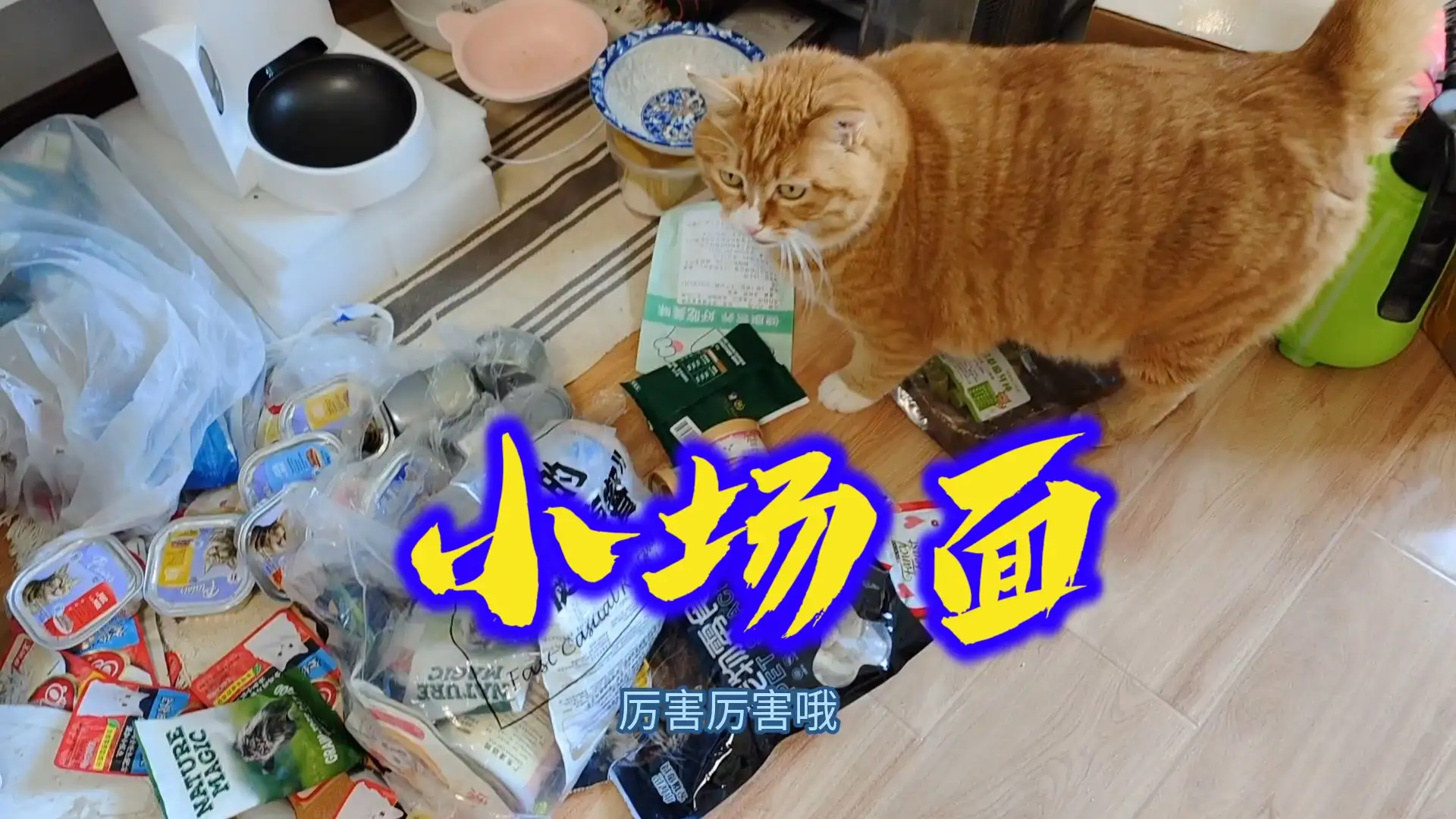 大橘猫价格多少钱一只(大橘猫价格多少钱一只幼崽)