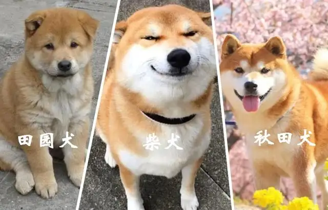 秋田和柴犬的价格(秋田和柴犬的价格对比)