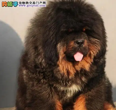 现在藏獒犬多少钱一只幼犬(藏獒犬多少钱一只幼犬,品相好,过完渡,凶猛,柔和)