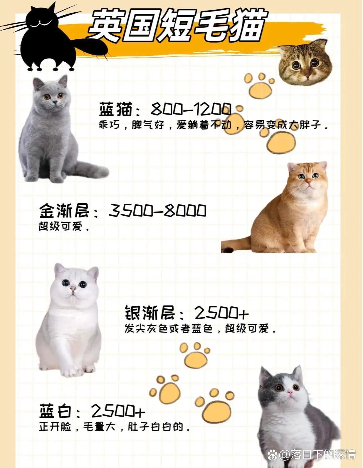 猫咪好养吗(拿破仑猫咪好养吗)