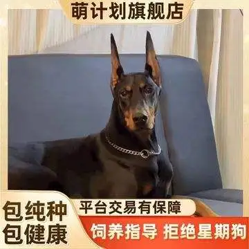 杜宾犬好不好养(杜宾犬好不好养活)