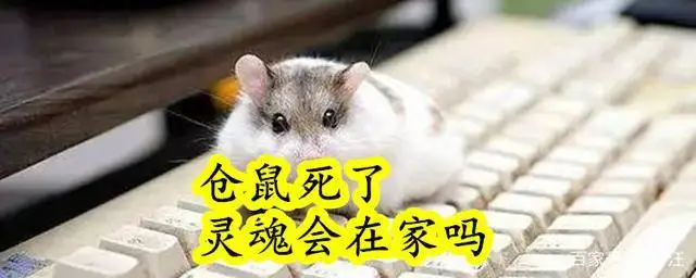 仓鼠临死前的8个征兆(仓鼠临死前的8个征兆图片)