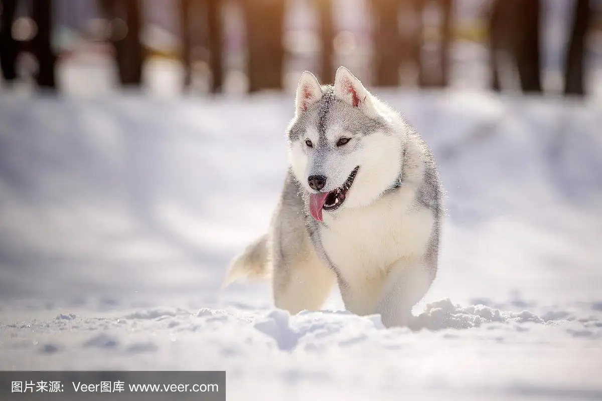 西伯利亚雪橇犬为什么叫哈士奇(西伯利亚雪橇犬为什么叫哈士奇呢)