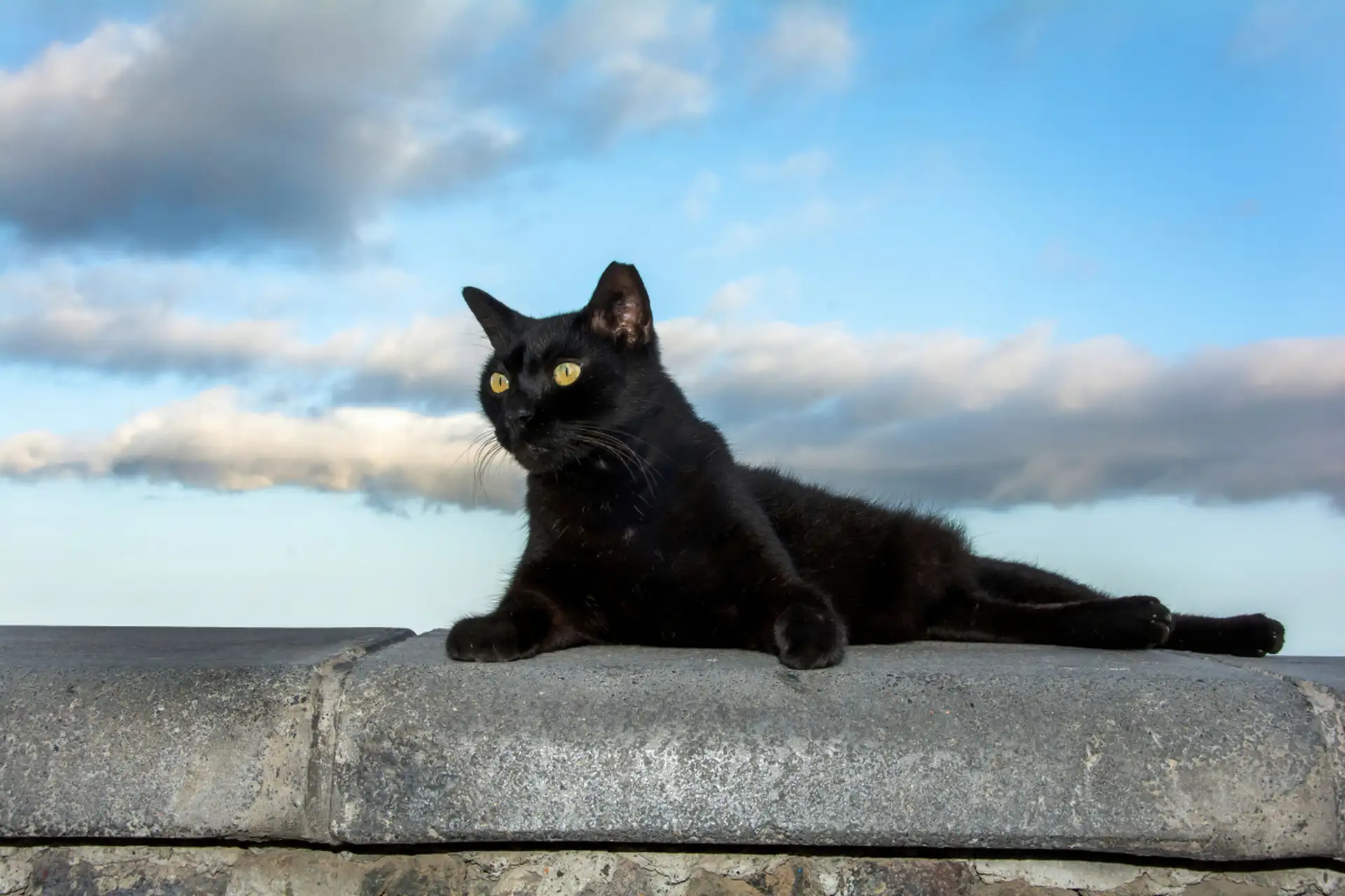 孟买黑猫价格多少钱一只(孟买黑猫价格多少钱一只图片)