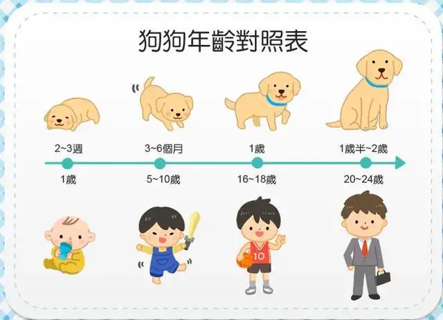 小型犬年龄(小型犬年龄的计算方法)